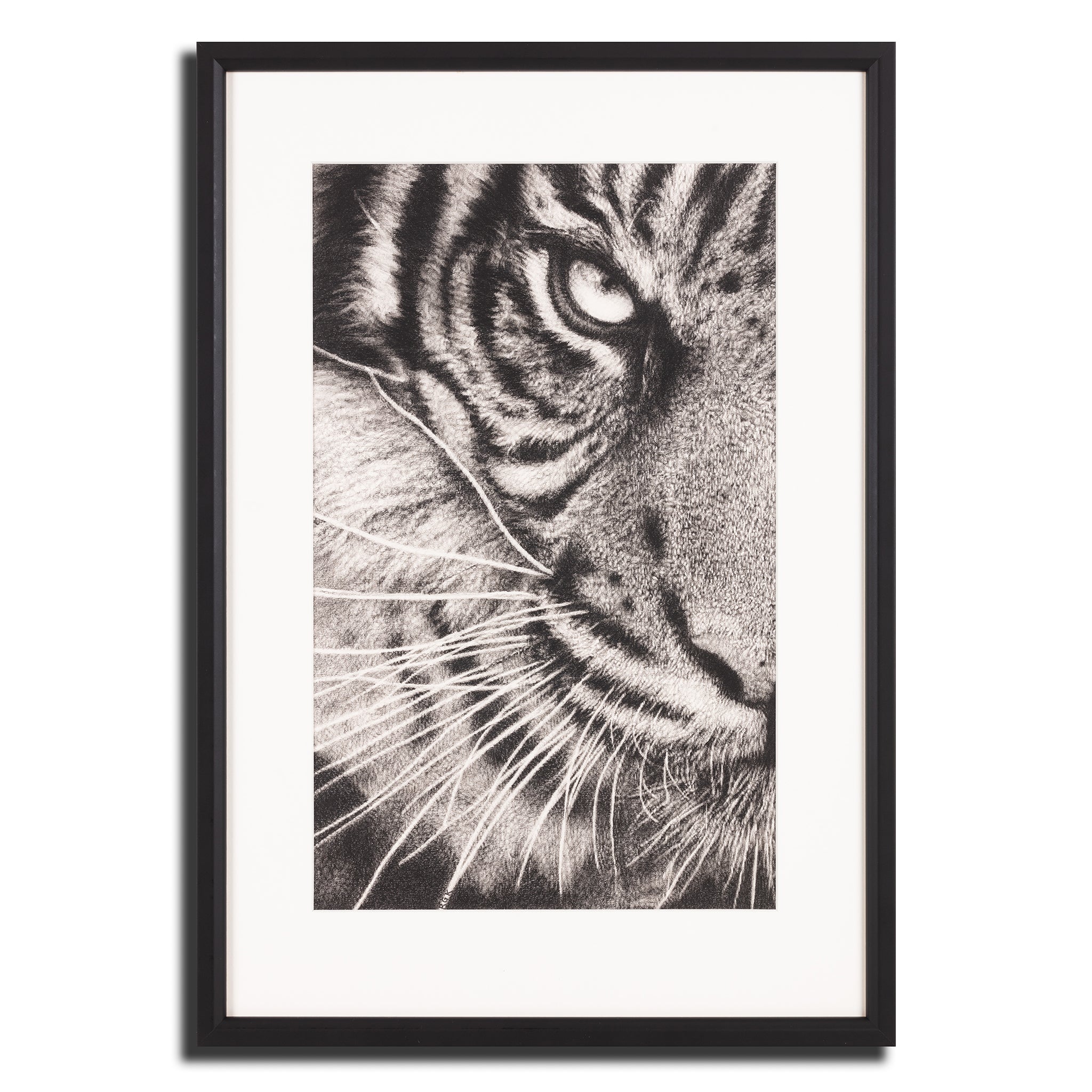 Tiger pencil drawing - Stock Illustration [87243319] - PIXTA